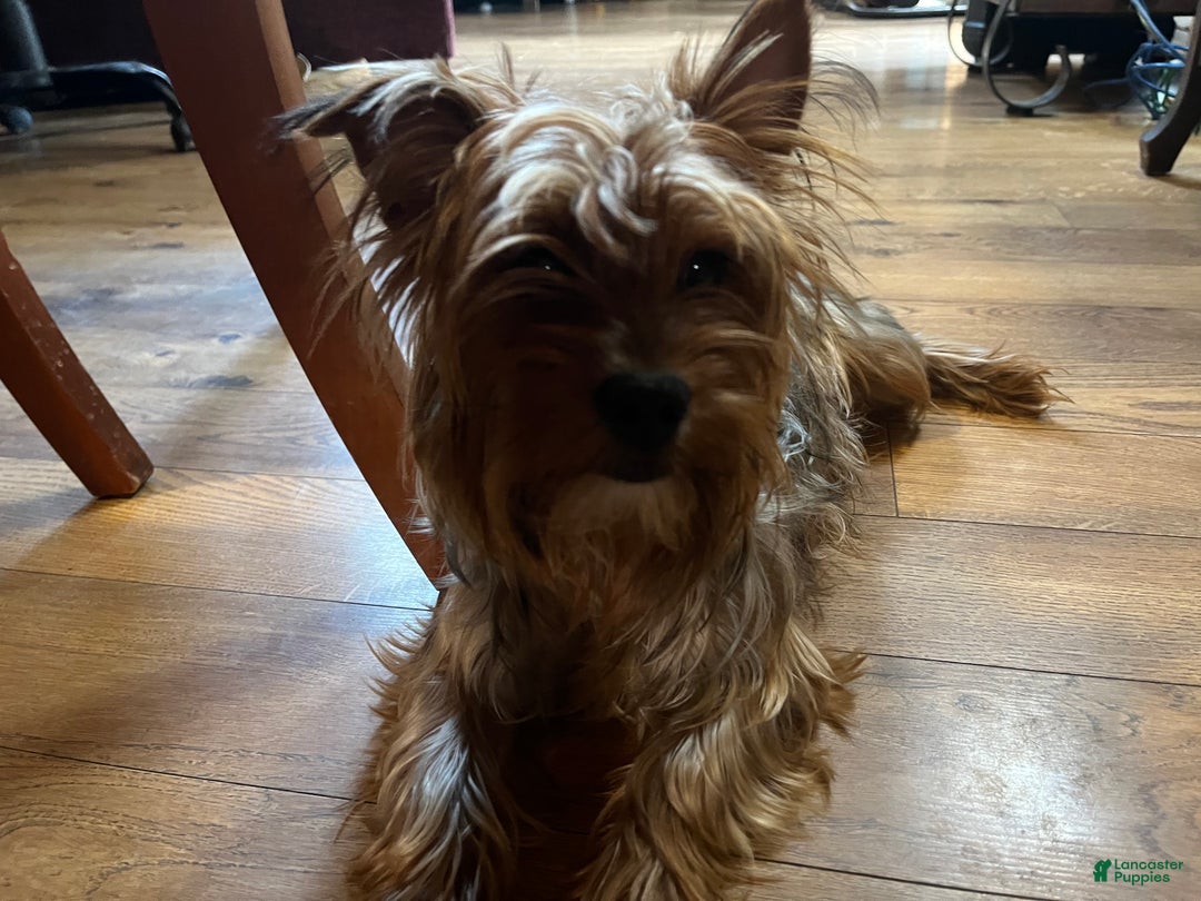 Yorkshire Terrier dogs for sale: Growler - Ad 5