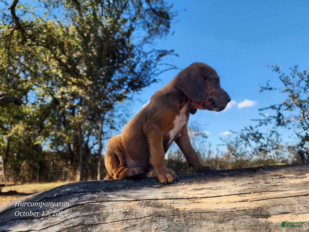 Mixed Breed dogs for sale: Fall 2025 Bloodahoula Male 2 - Ad 4