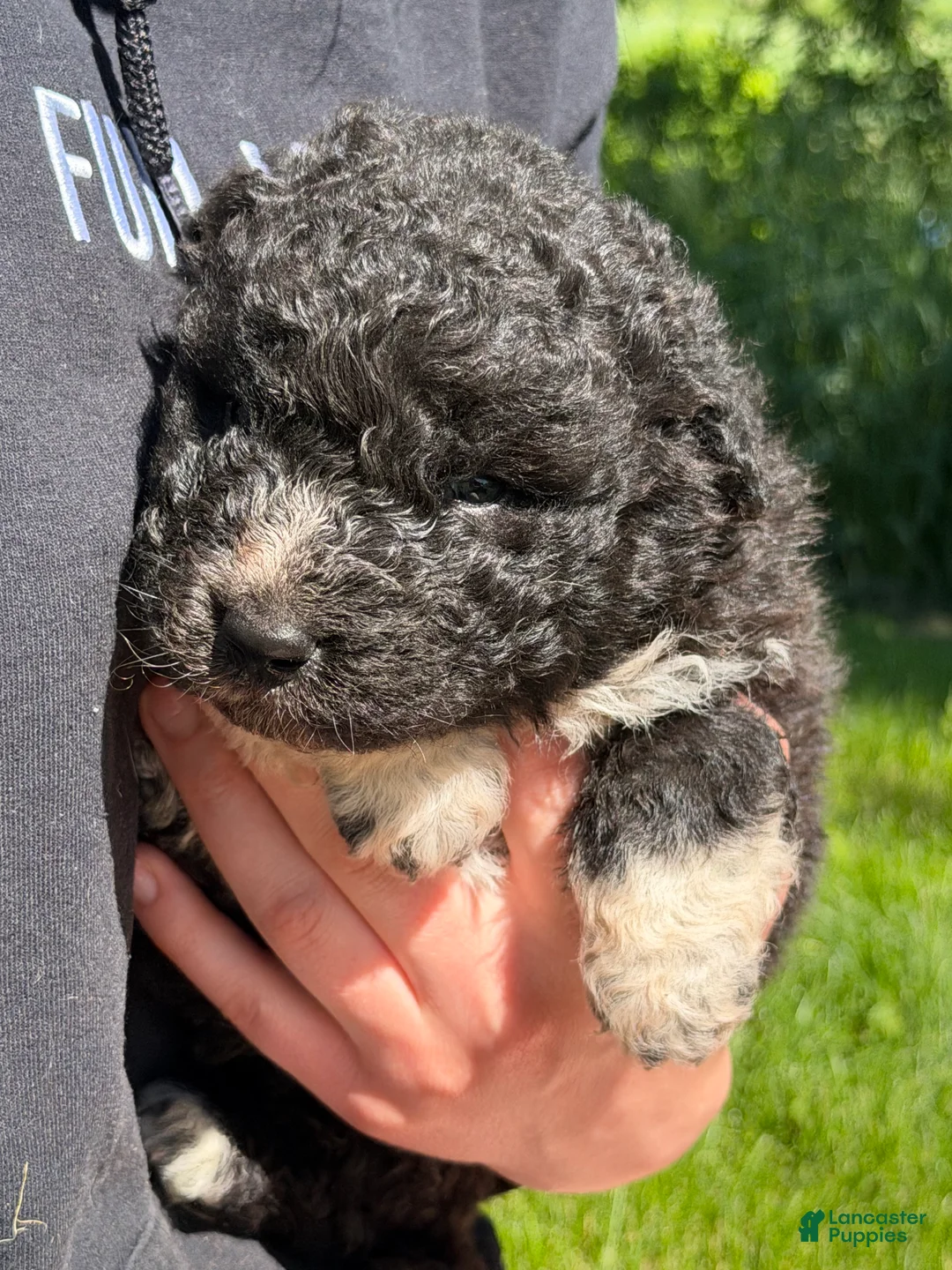 Mixed Breed dogs for sale: Bear - Ad 1