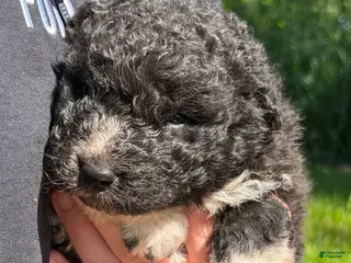 Mixed Breed dogs for sale: Bear - Ad 1