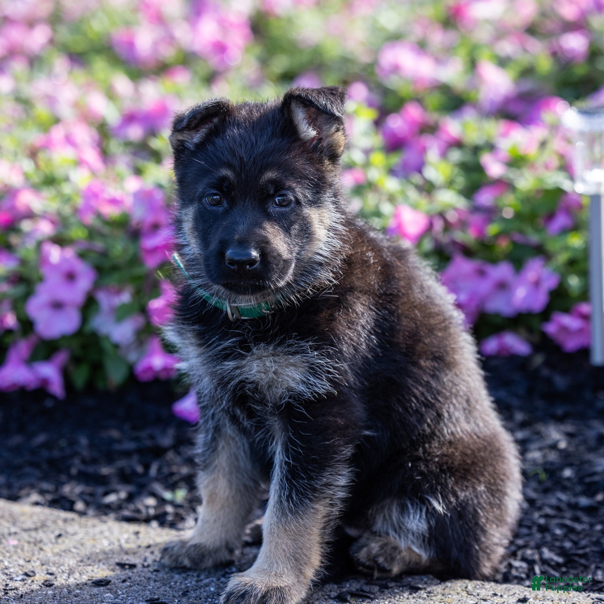 German Shepherd dogs Grace  - Ad 1