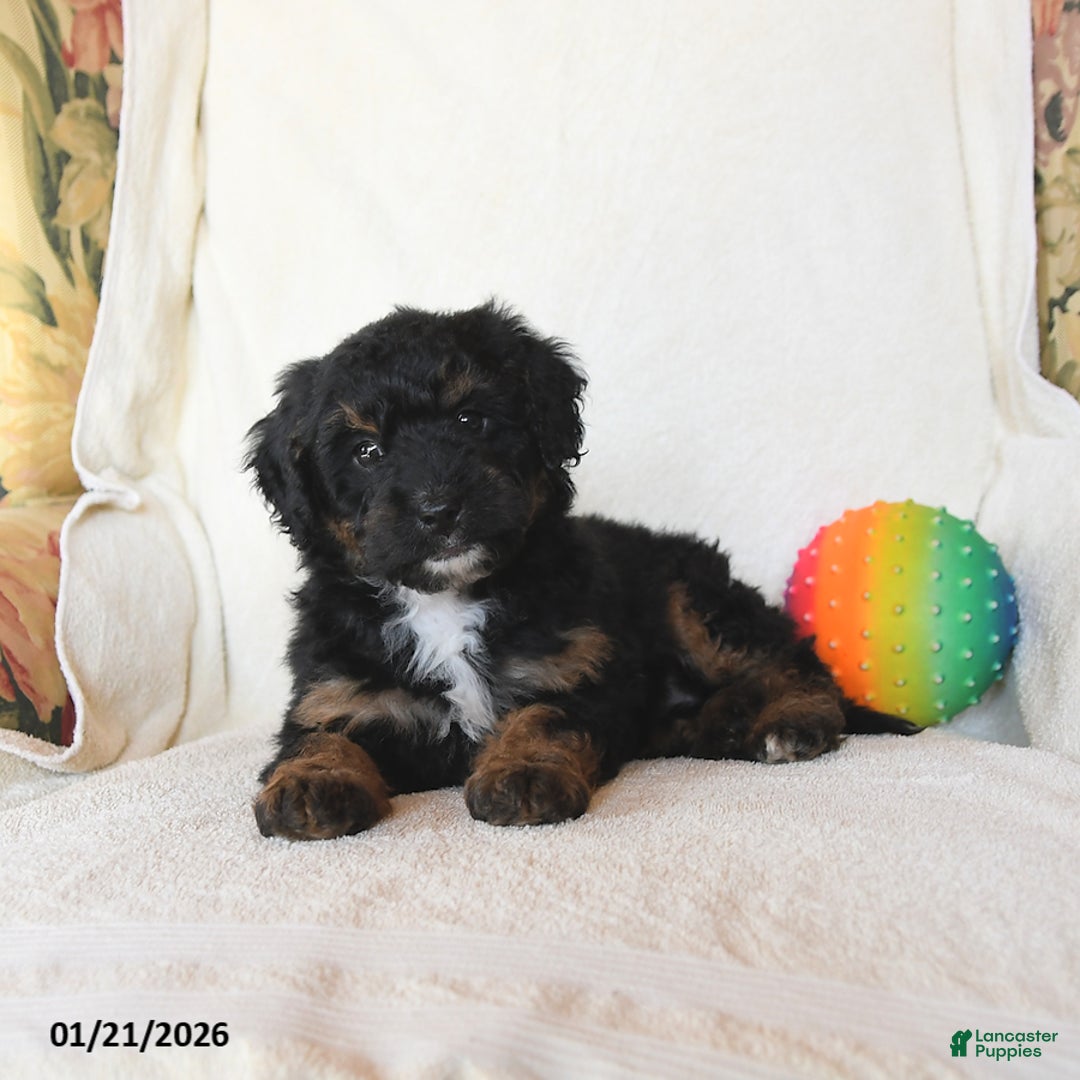 Mini Bernedoodle dogs for sale: Robin - Ad 5
