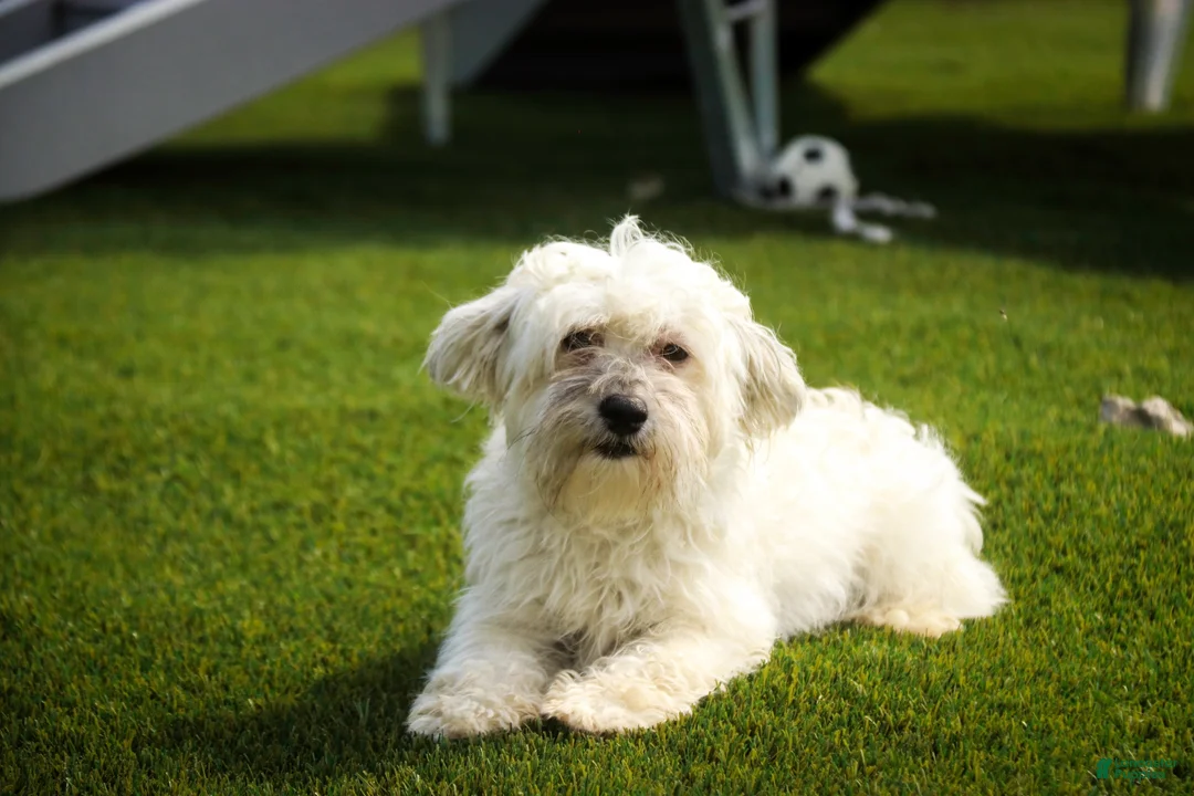 Havanese dogs for sale: Rookie Havanese  - Ad 5