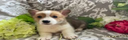 Welsh Corgi Pembroke dogs for sale: Mikey - Ad 3