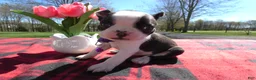 Boston Terrier dogs for sale: Boston Terrier Puppy 5 Rocko - Ad 2