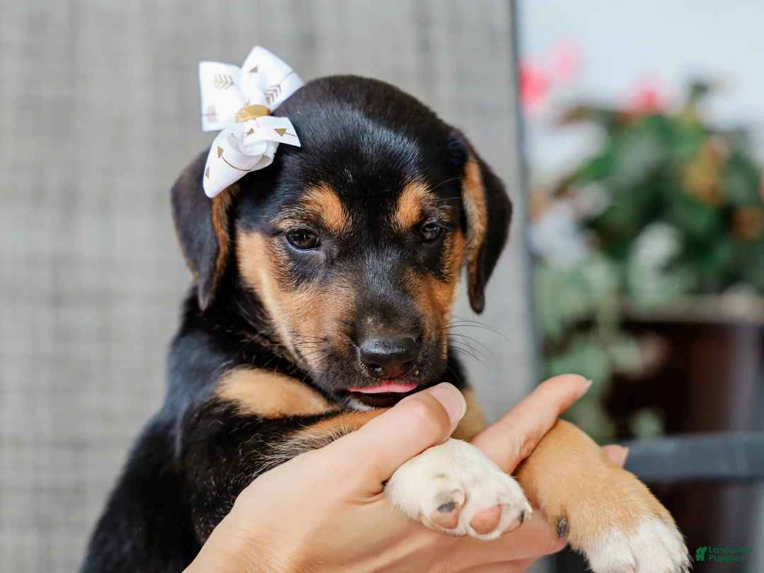 Mixed Breed dogs for sale: Adara Beagle Mix Pup - Ad 2