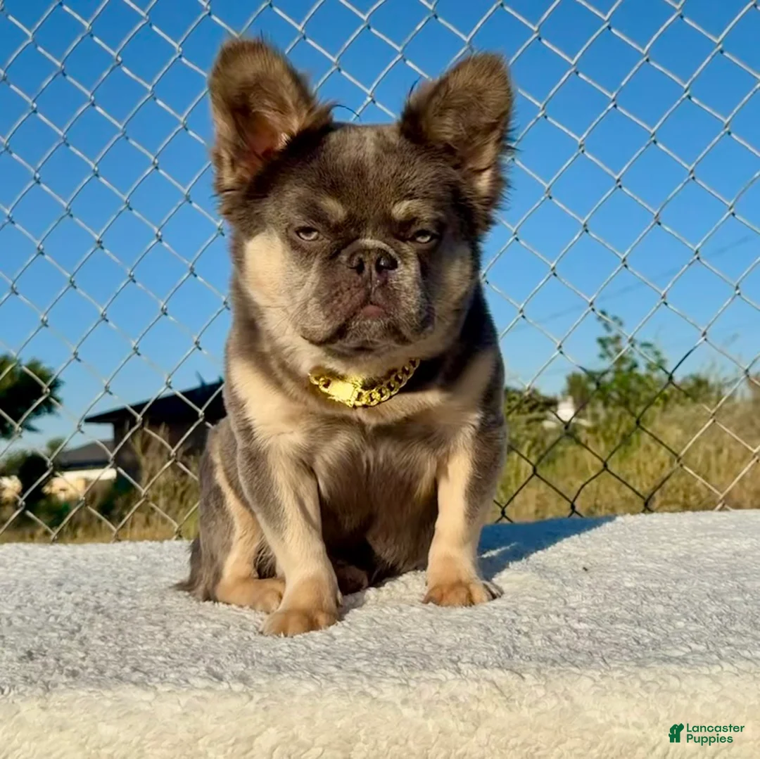French Bulldog dogs for sale: Rocky 🩶 Rare Lilac Tan Fluffy in LA, CA-USA DELIVERY & FINANCING OPTIONS AVAILABLE! - Ad 1