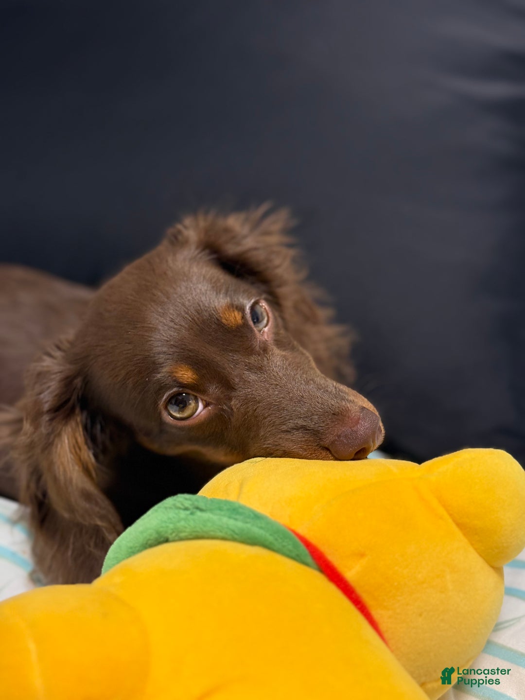 Miniature Dachshund dogs for sale: Miniature Dachshund long Hair Puppy  - Ad 2