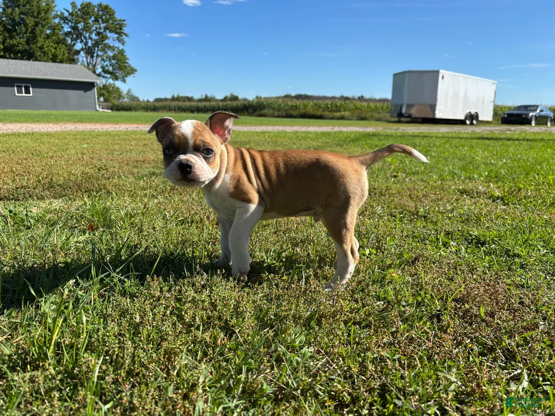 Frenchton dogs for sale: Zotz - Ad 1