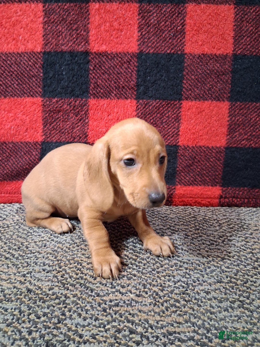 Miniature Dachshund dogs for sale: Nevaeh - Ad 4