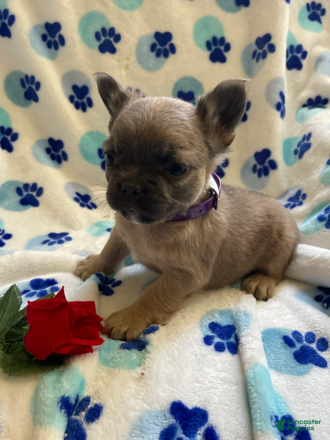 French Bulldog dogs for sale: Tina LONG HAIRED - Ad 2