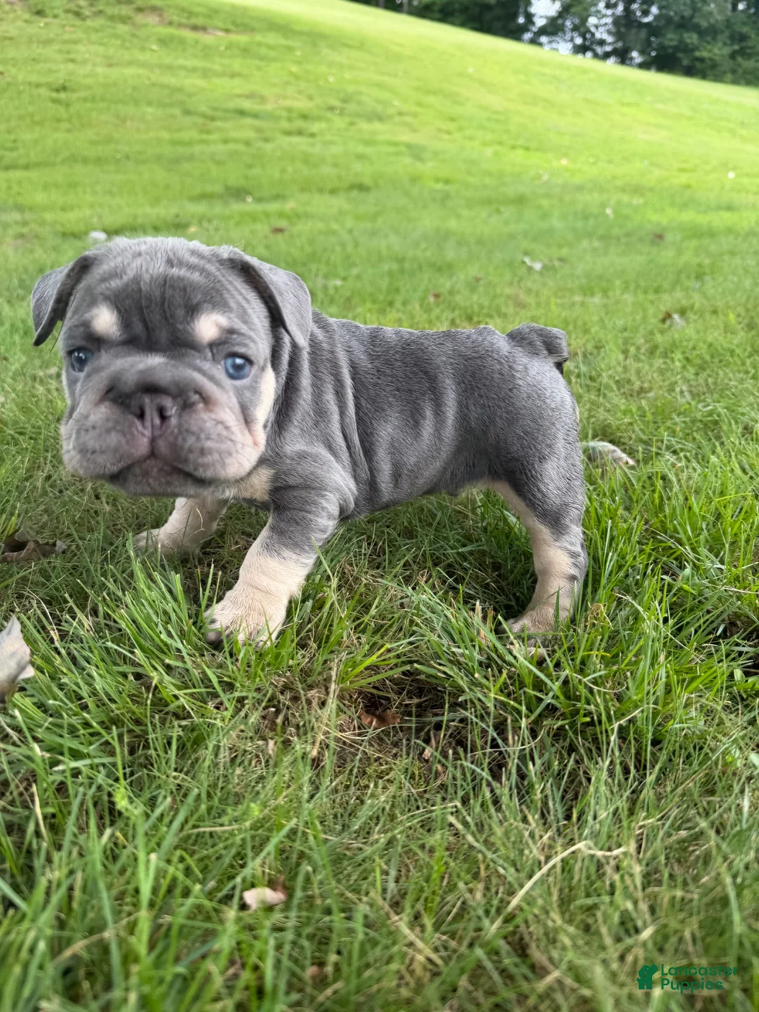 French Bulldog dogs for sale: Casanova - Ad 1