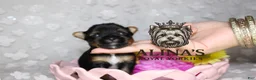 Yorkshire Terrier dogs for sale: Kristoff - Ad 3