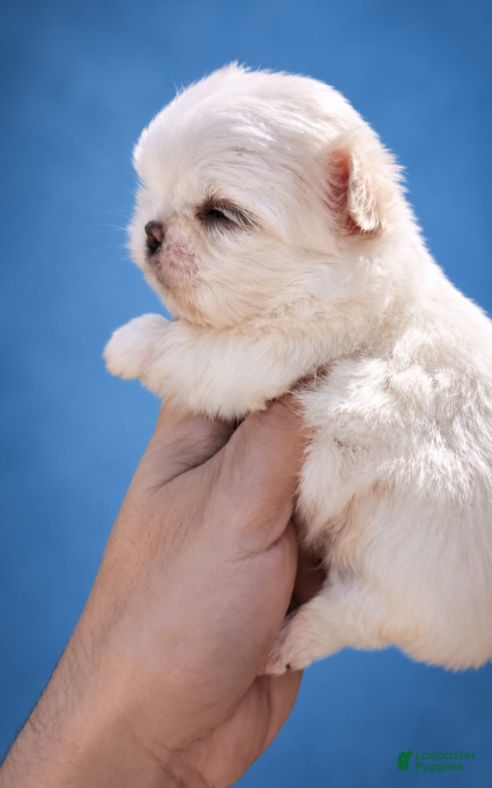 Maltipoo dogs for sale: Korean Maltipoo Teacup Male 1 - Ad 3