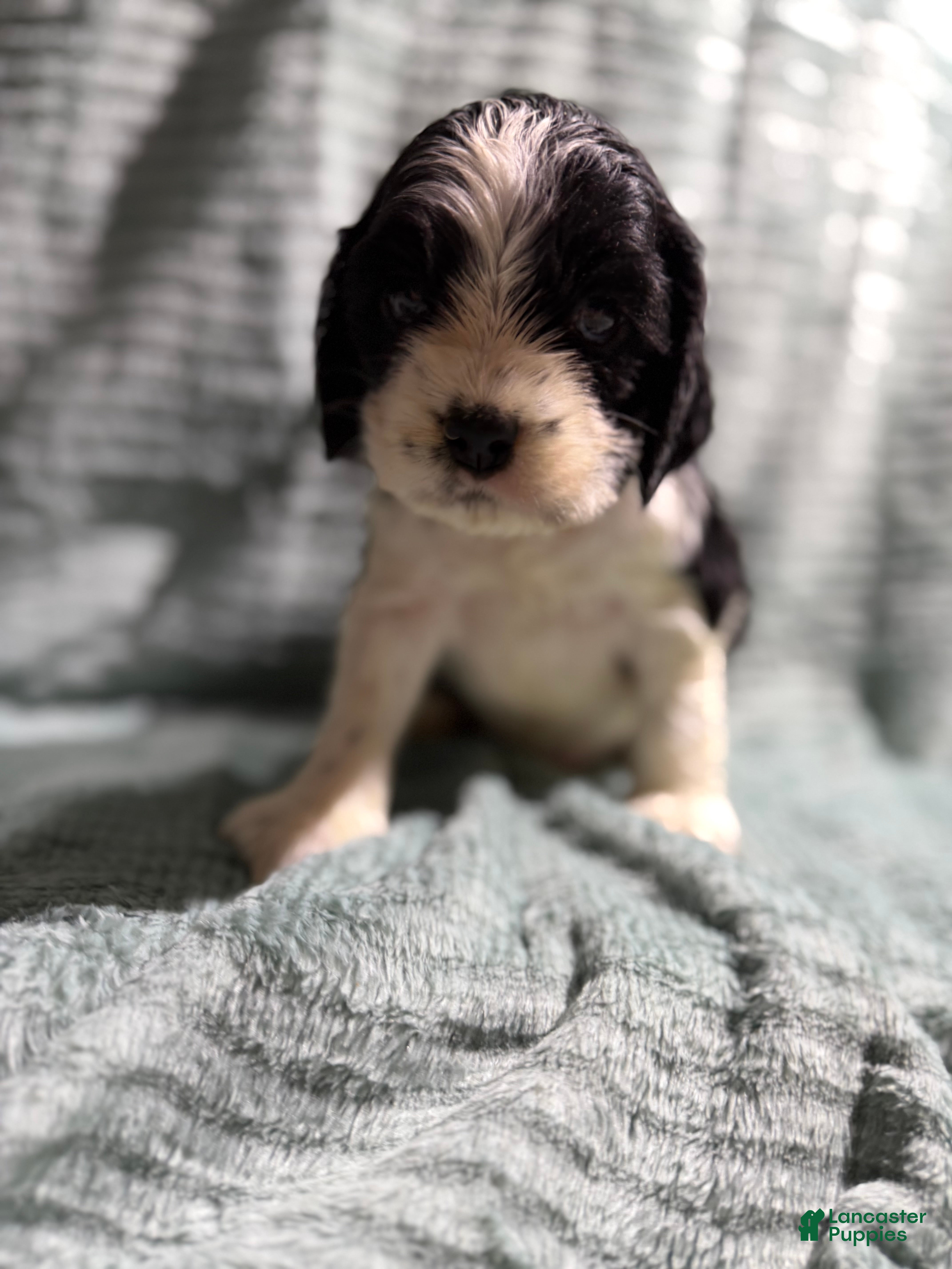 Cocker Spaniel dogs Cocker Spaniel Puppy 1 - Ad 31