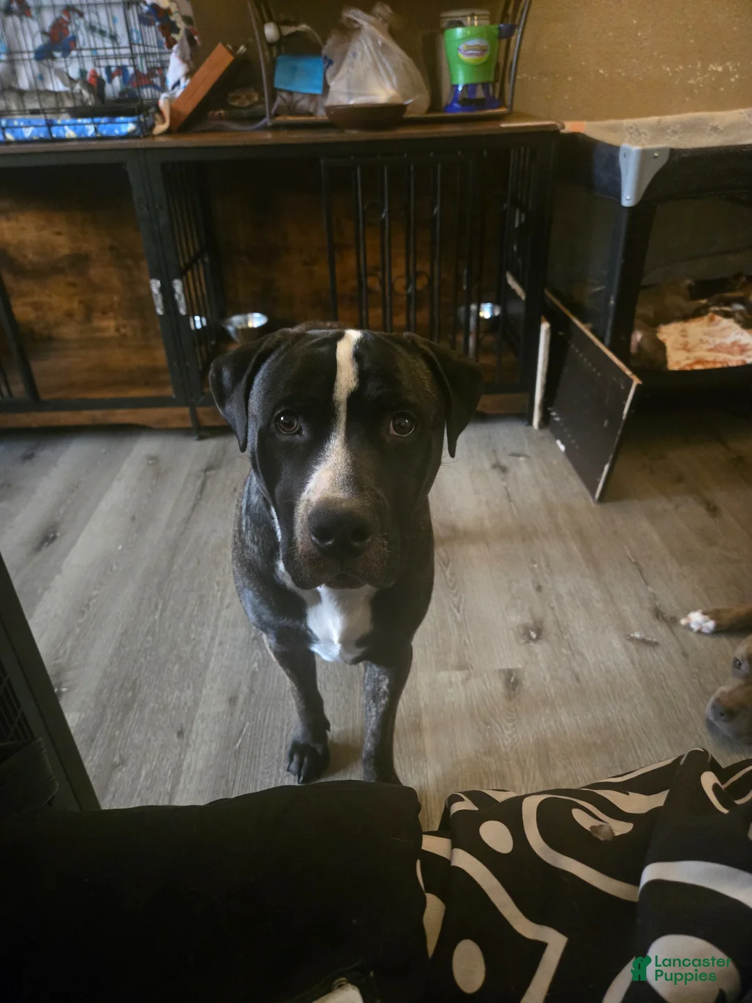 American Pit Bull Terrier dogs for sale: Tinkerbell  - Ad 19