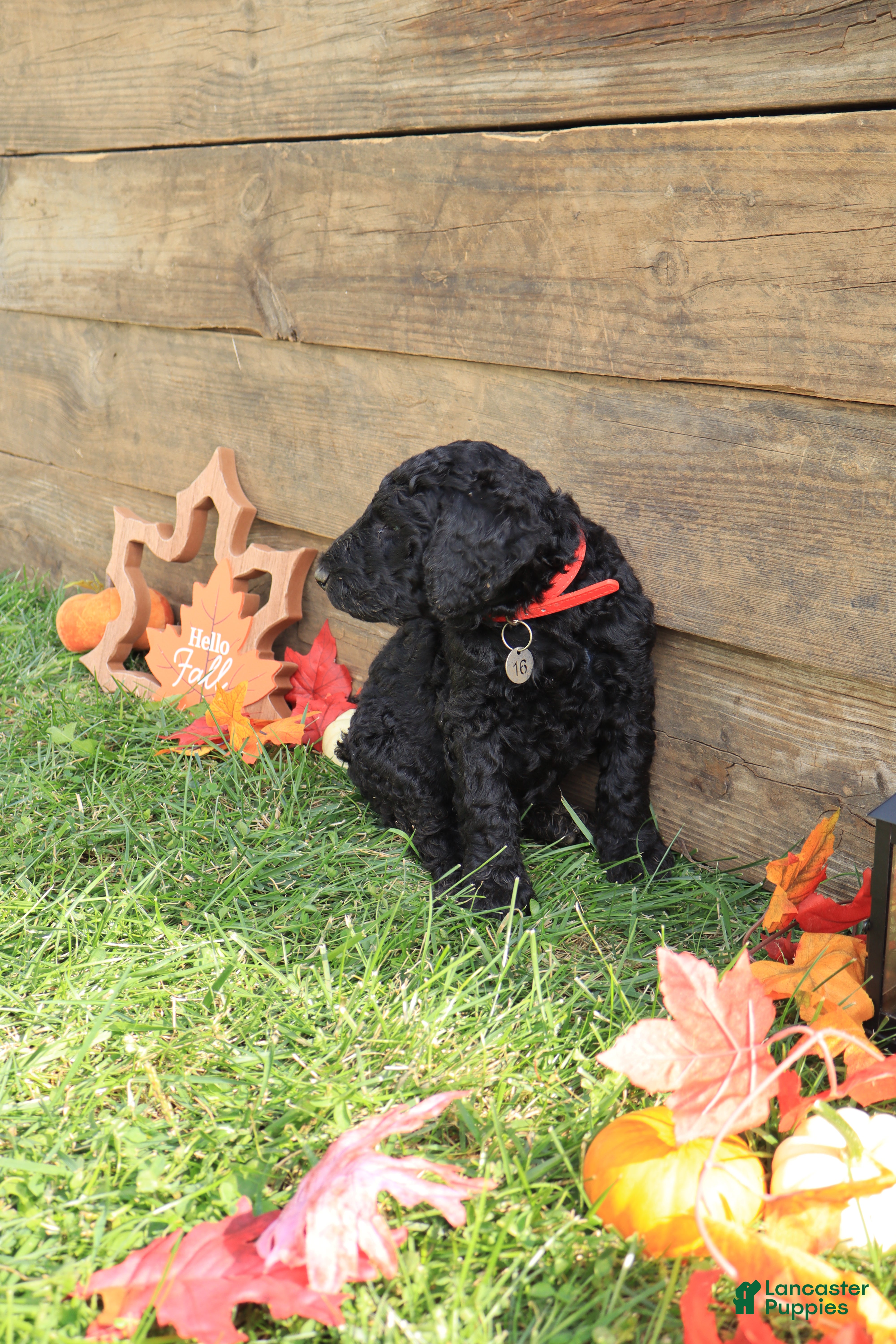 Standard Poodle dogs John - Ad 2