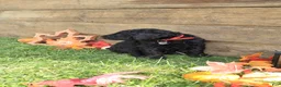 Standard Poodle dogs for sale: John - Ad 2