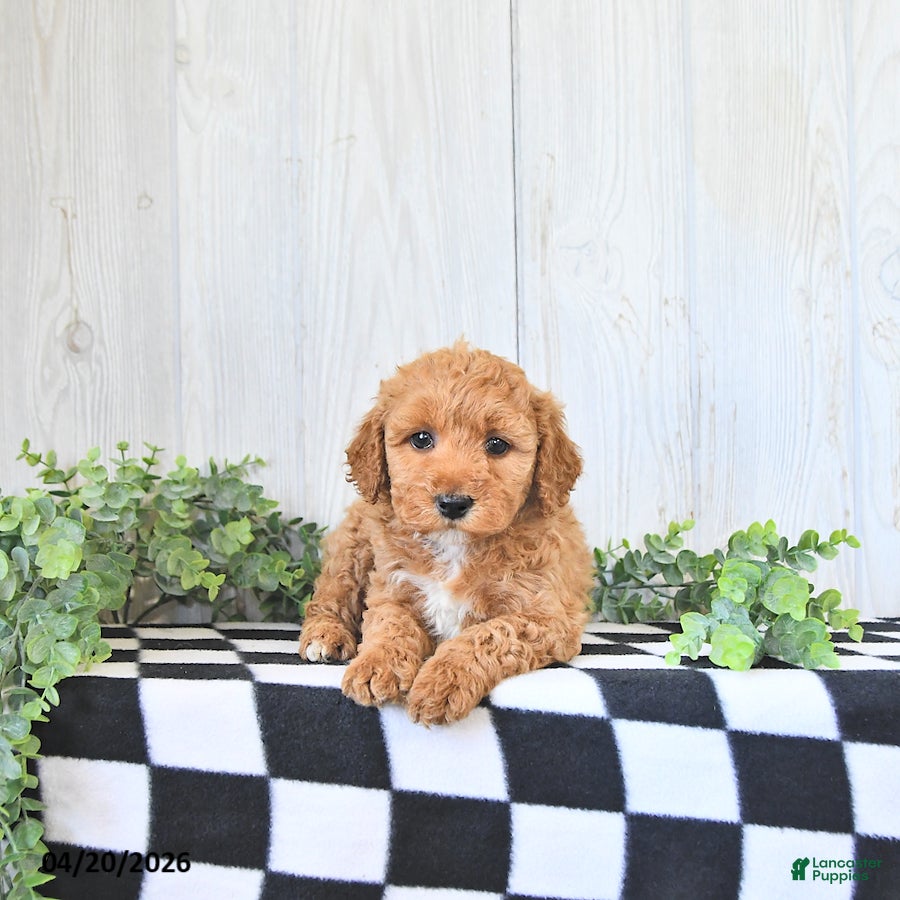 Mini Goldendoodle dogs Sally - Ad 2
