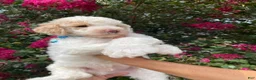 Goldendoodle dogs for sale: Charlie - Ad 4