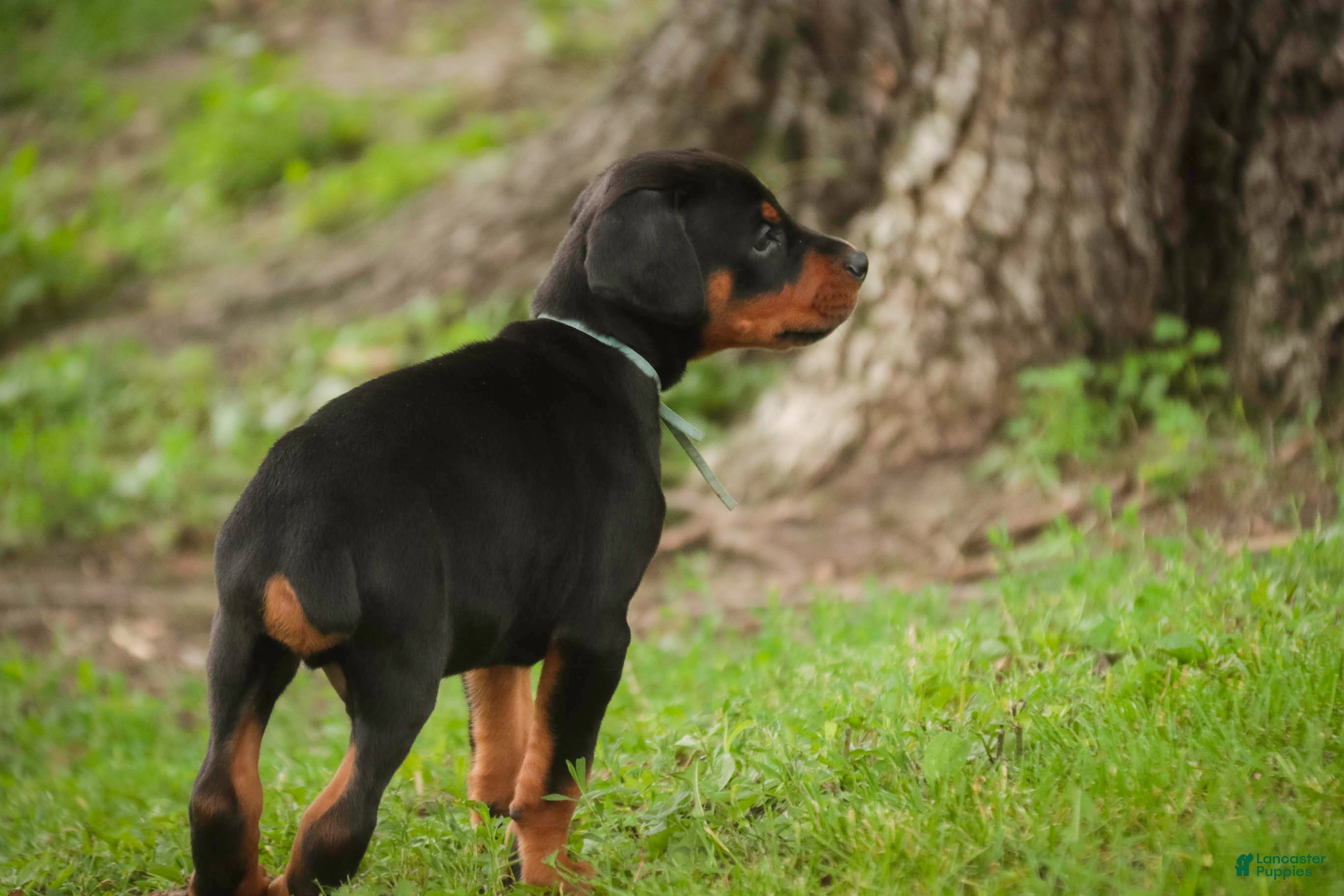 Doberman Pinscher dogs for sale: Cedric - Ad 8