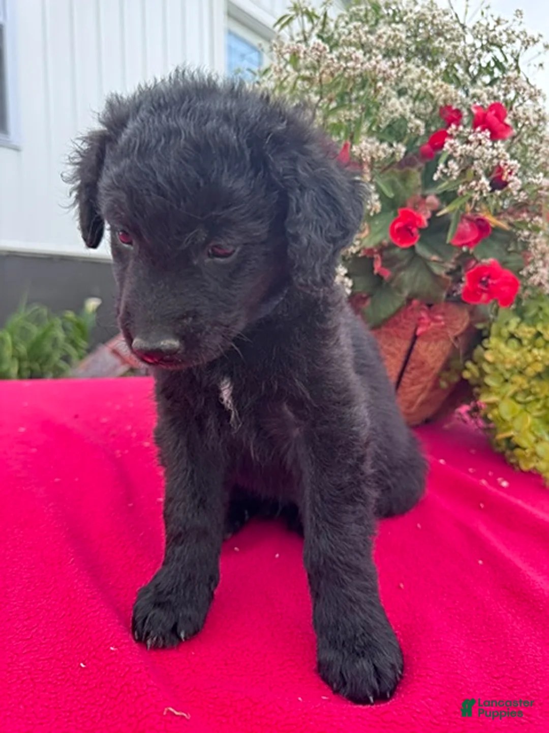 Mixed Breed dogs for sale: Rover - Ad 3