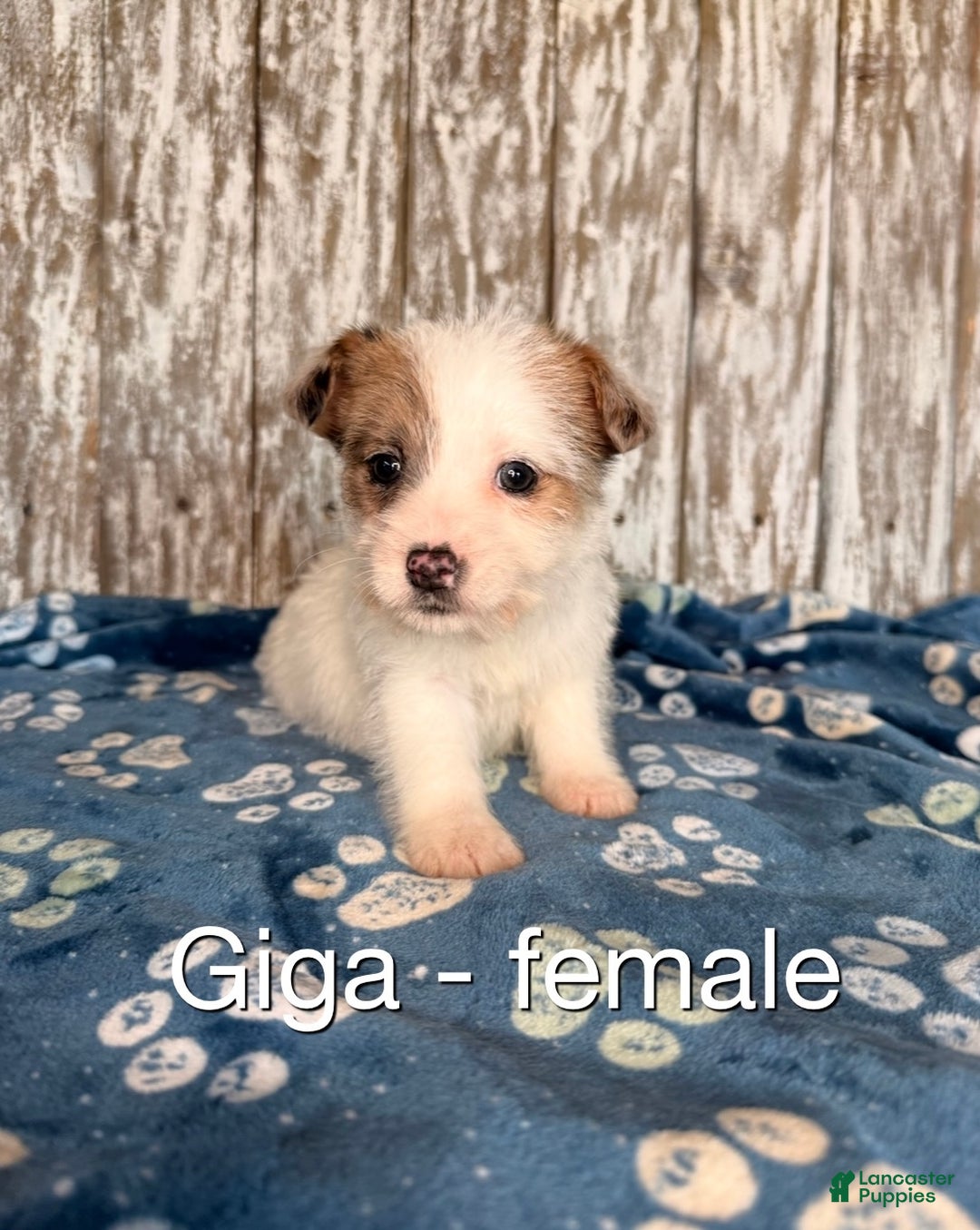 Mixed Breed dogs for sale: Mixed Breed Puppy 3 - Ad 1