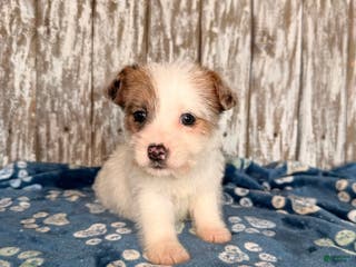 Mixed Breed dogs Mixed Breed Puppy 3 - Ad 11