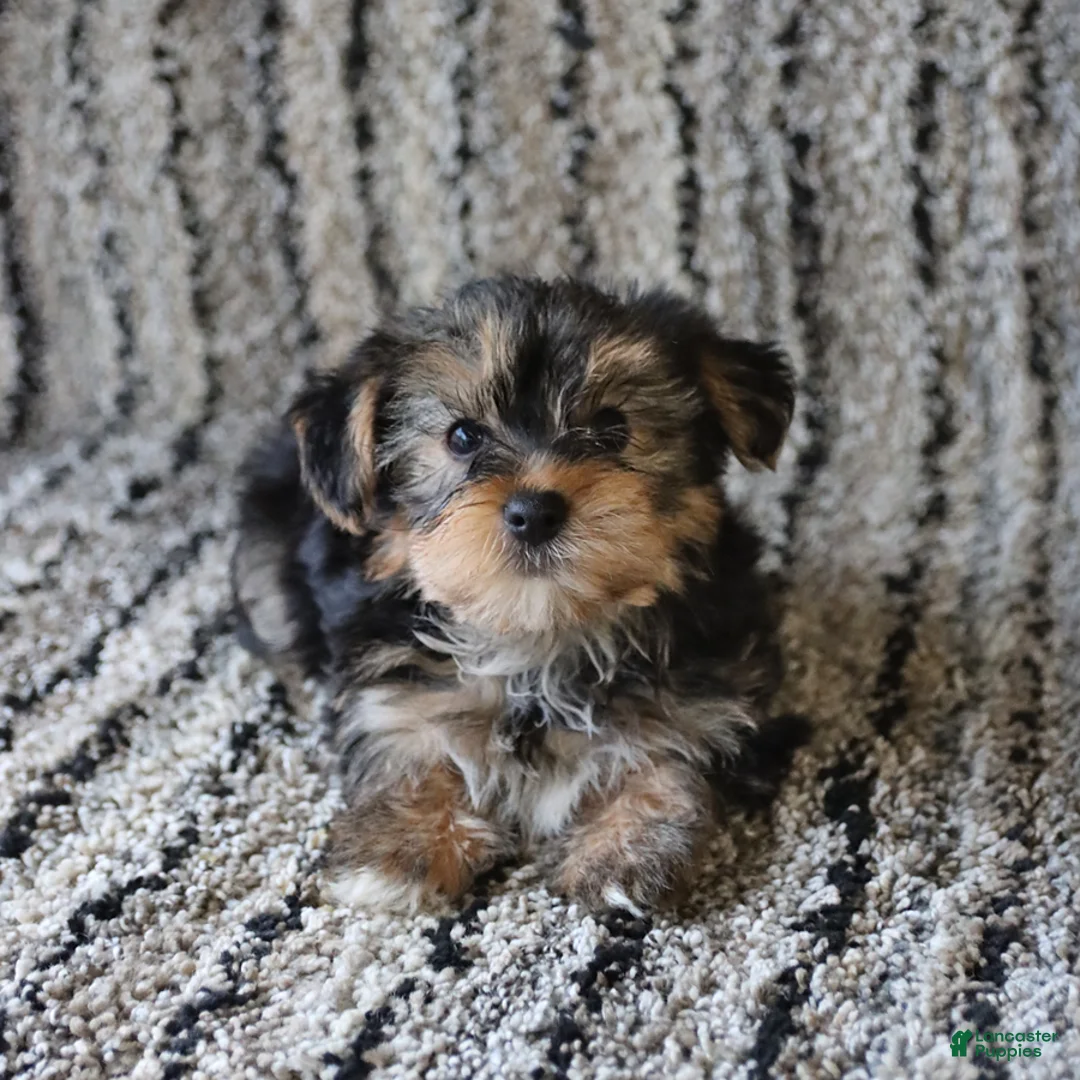 Yorkshire Terrier dogs for sale: Tucker - Ad 4