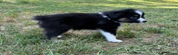 Australian Shepherd dogs for sale: Australian Shepherd Junior - Ad 6