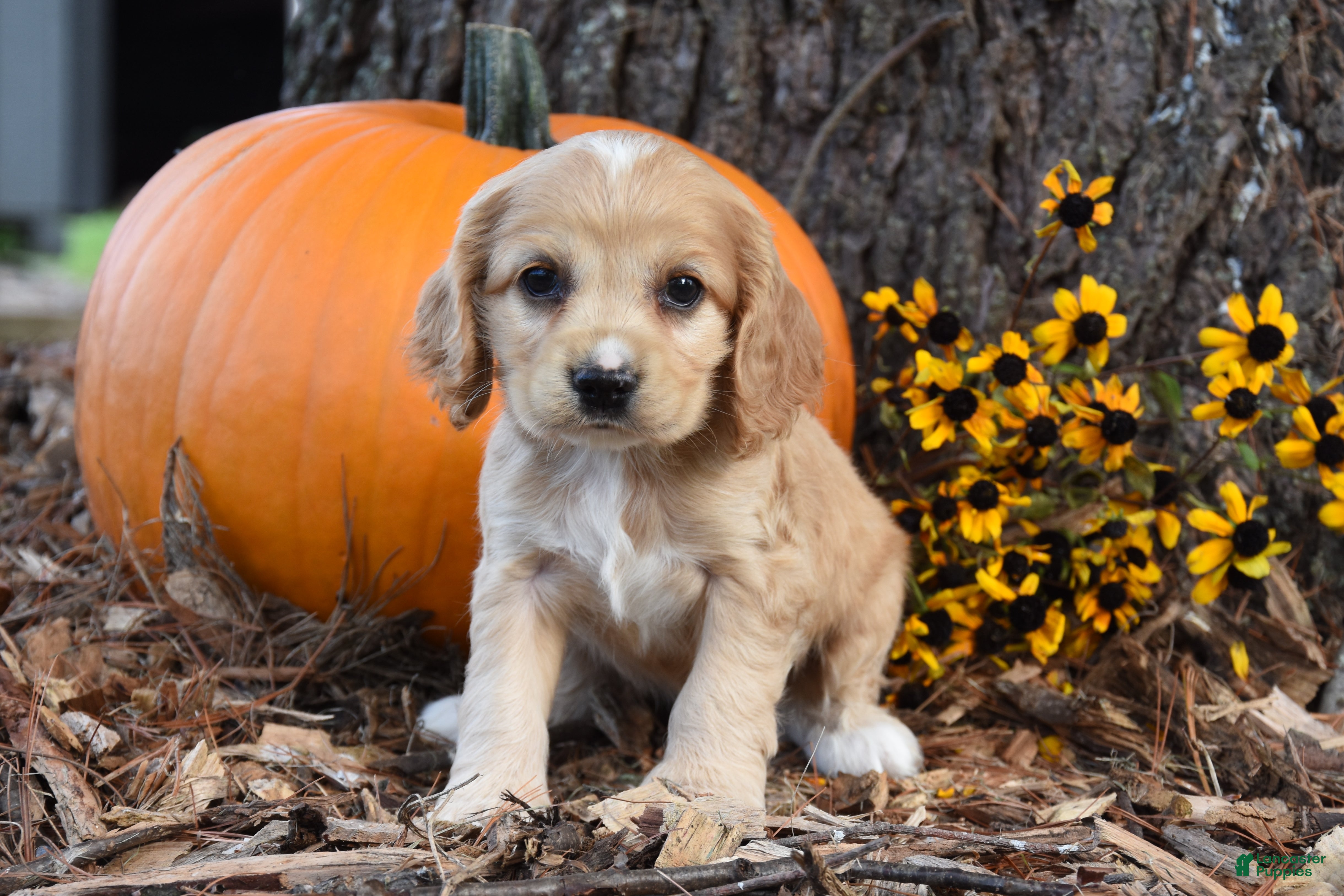 Cocker Spaniel dogs Maggie - Ad 1