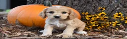 Cocker Spaniel dogs for sale: Maggie - Ad 1