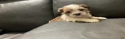 Mixed Breed dogs for sale: Unique - Ad 3