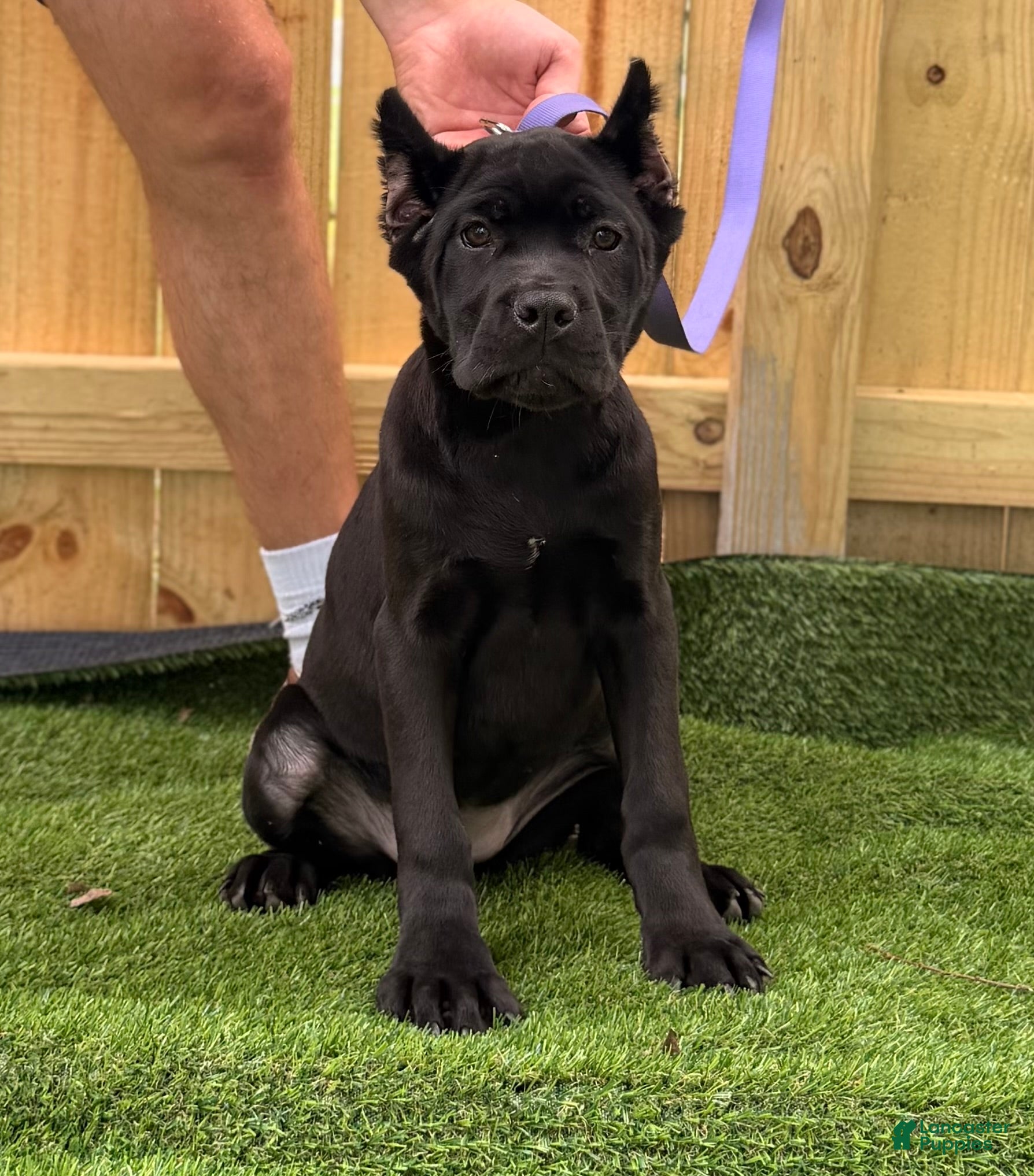 Cane Corso dogs OPHELIA - Ad 2