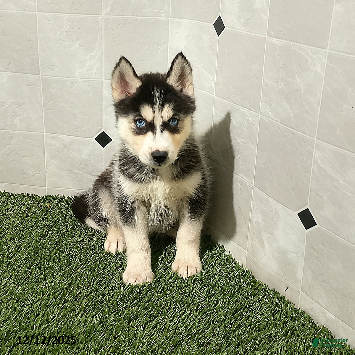 Siberian Husky dogs Macy - Ad 11
