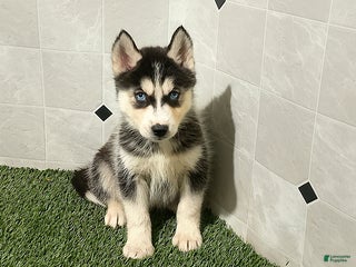 Siberian Husky dogs Macy - Ad 14