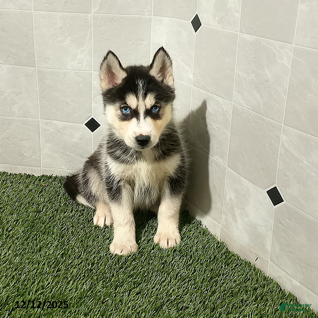 Siberian Husky dogs for sale: Macy - Ad 1