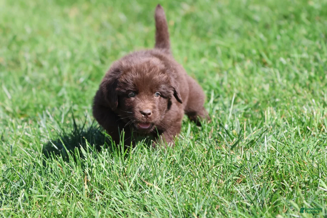 Newfoundland dogs for sale: Hot Cocoa - Ad 3