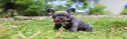 French Bulldog dogs for sale: Darla - Ad 4