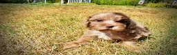 Havapoo dogs for sale: Kiwi - Ad 9