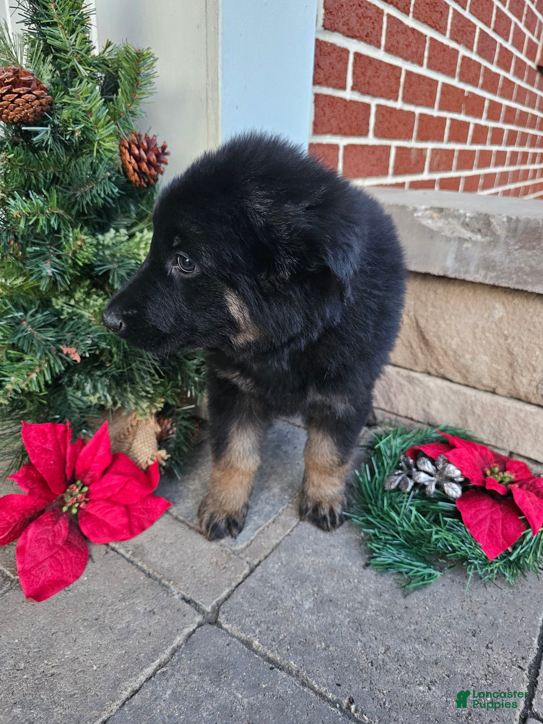 German Shepherd dogs for sale: Sadie - Ad 2