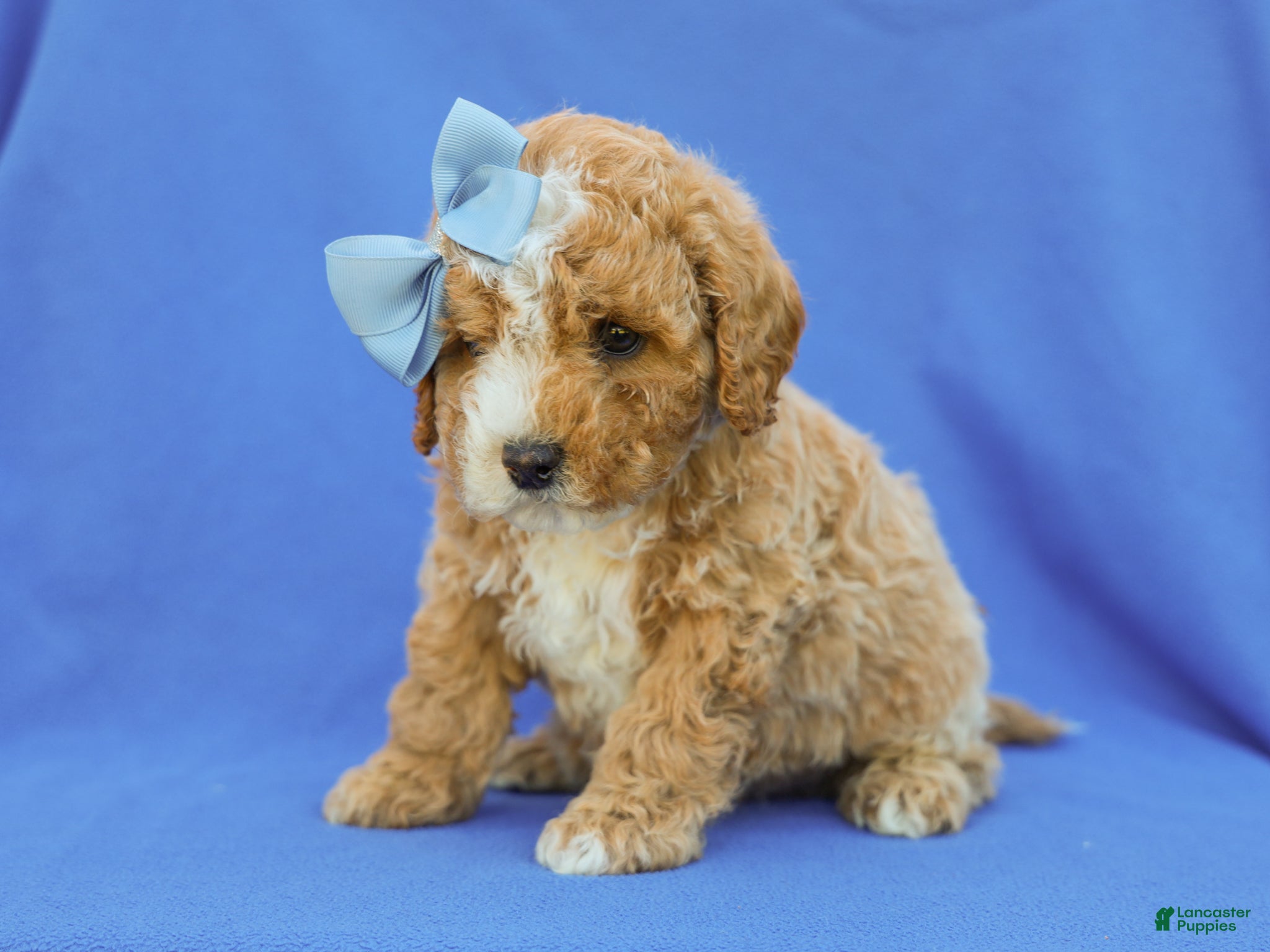 Cavapoo dogs Ian F1B Cavapoo Pup - Ad 1