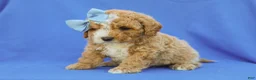 Cavapoo dogs for sale: Ian Cavapoo F1B Pup - Ad 3