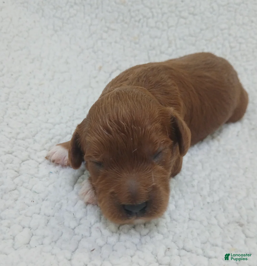Cavapoo dogs for sale: BJ's Uncle - Ad 1
