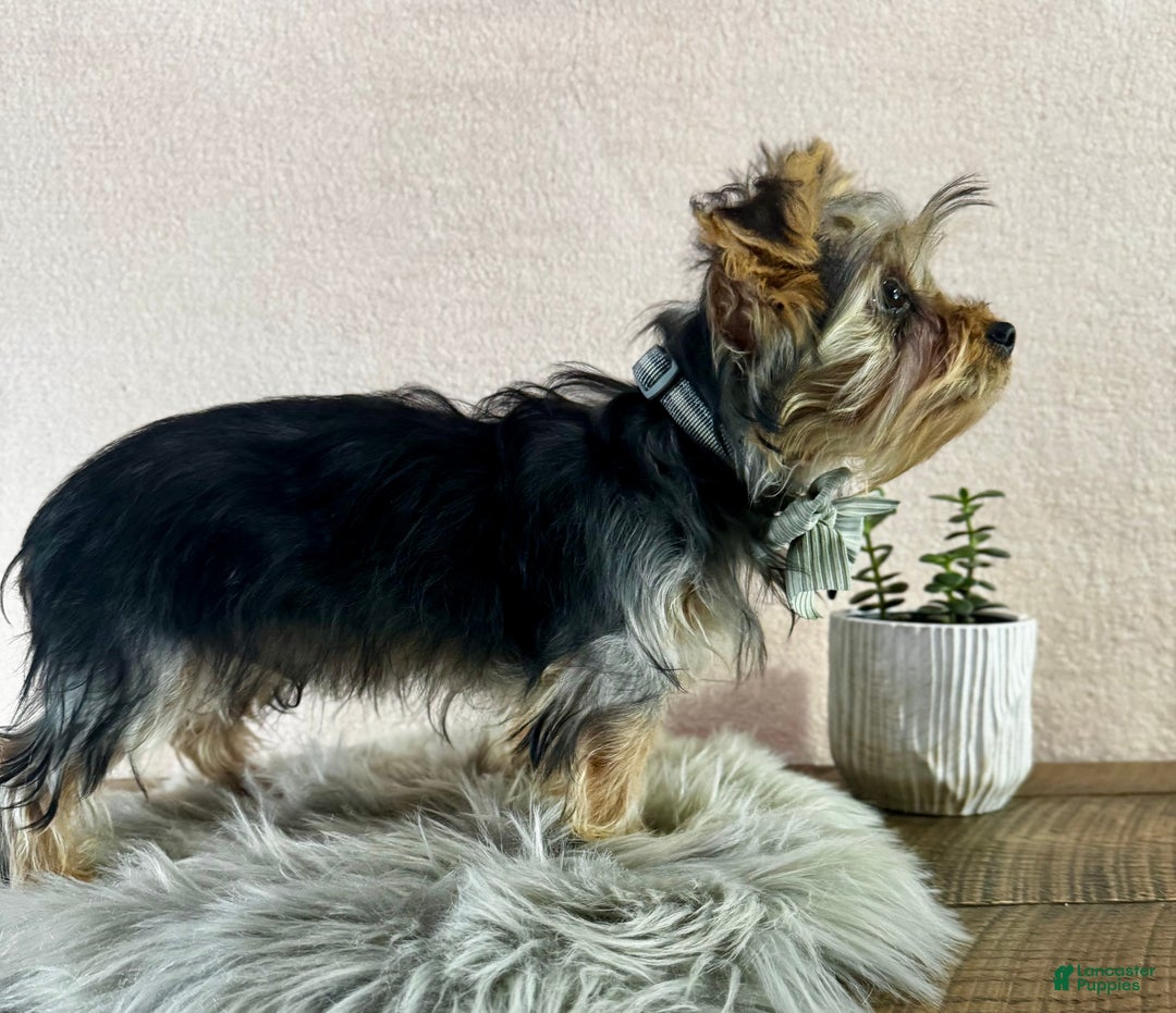 Yorkshire Terrier dogs for sale: Koby - Ad 9