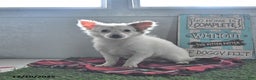 Chihuahua dogs for sale: Beau - Ad 2