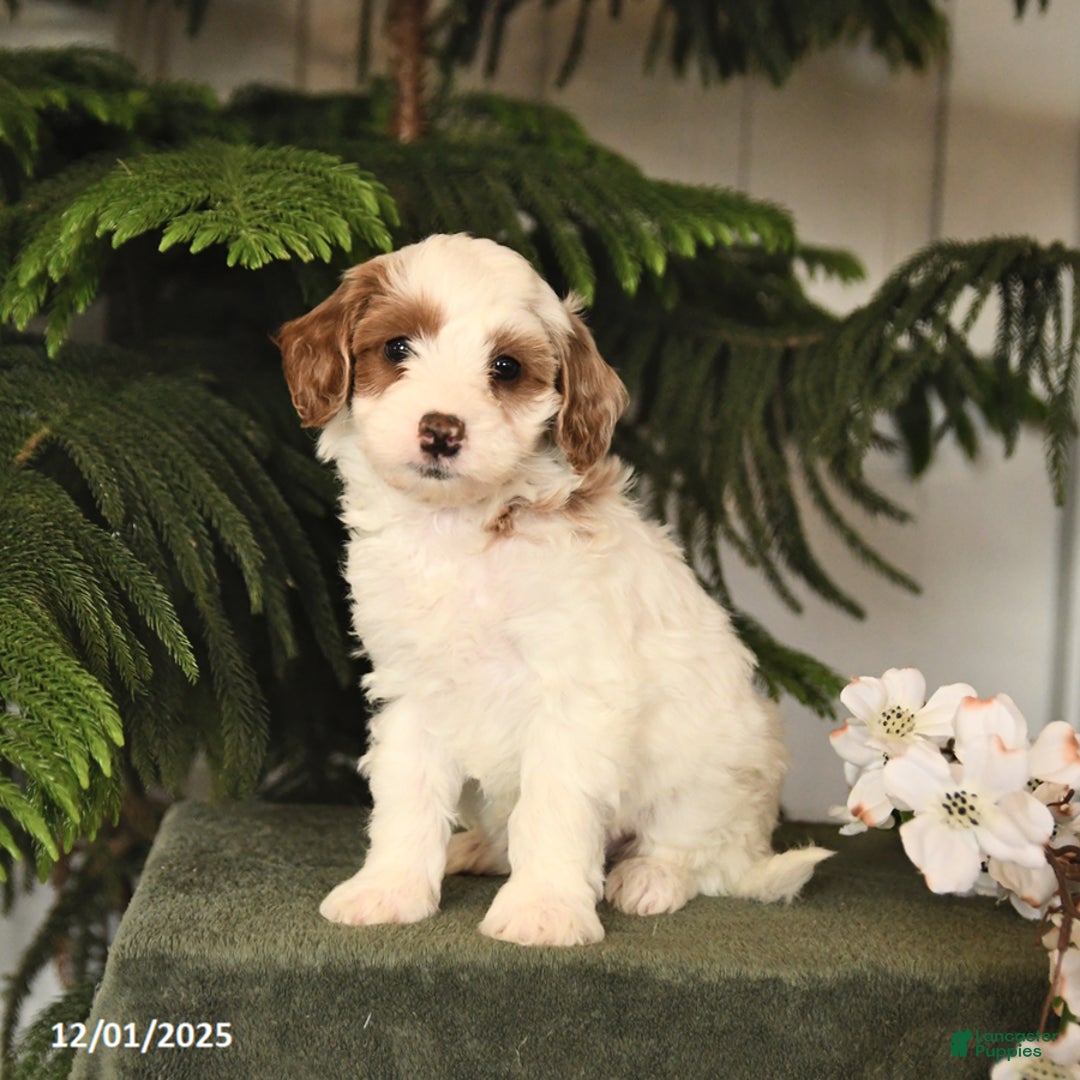 Mini Goldendoodle dogs for sale: Patches - Ad 2