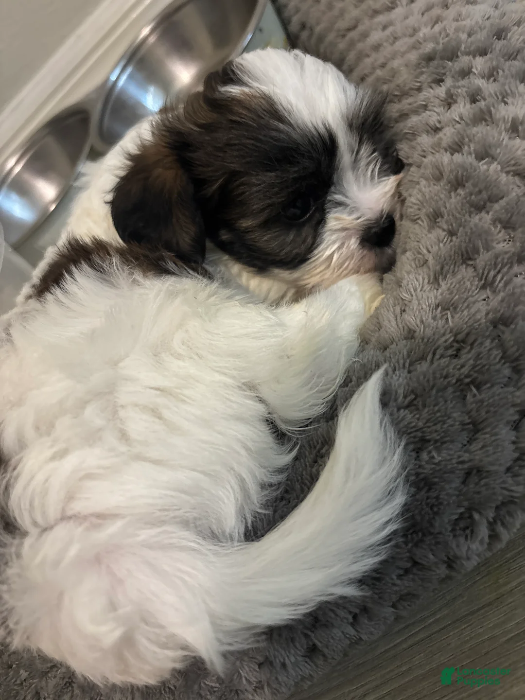 Malshi dogs for sale: Pumpkin - Ad 1