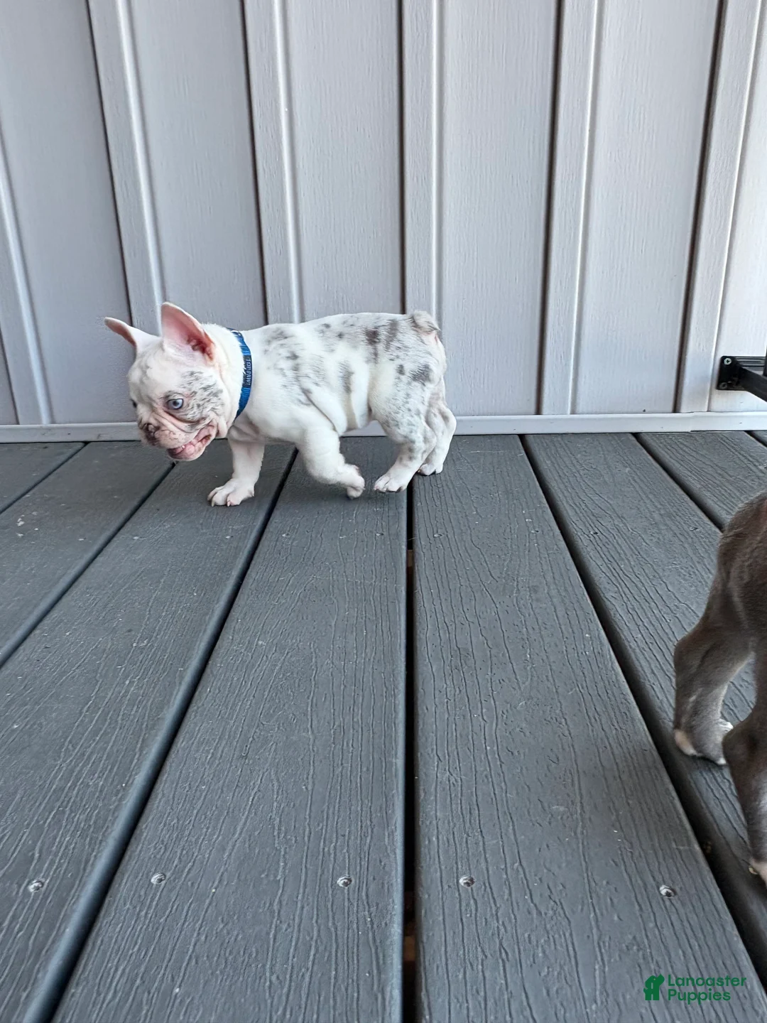 French Bulldog dogs for sale: Rylo  - Ad 2