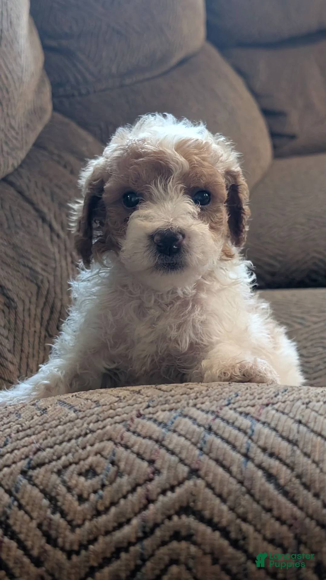 Miniature Poodle dogs for sale: Gyp - Ad 1